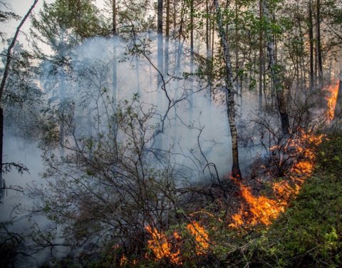 Лесным ведомствам Якутии и Сибири поручено продолжать увеличивать численность группировки сил и средств на тушении лесных пожаров