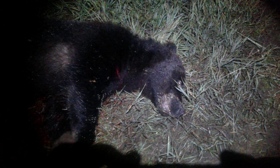 В Амгинском улусе добыт медведь, забредший  в базу полеводческой бригады