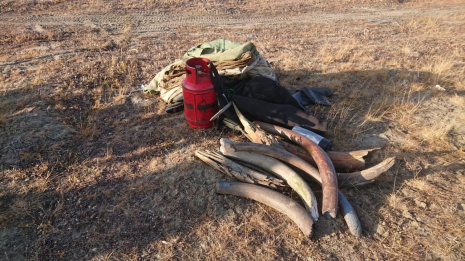 В Якутии задержаны трое мужчин за незаконную добычу бивней мамонта