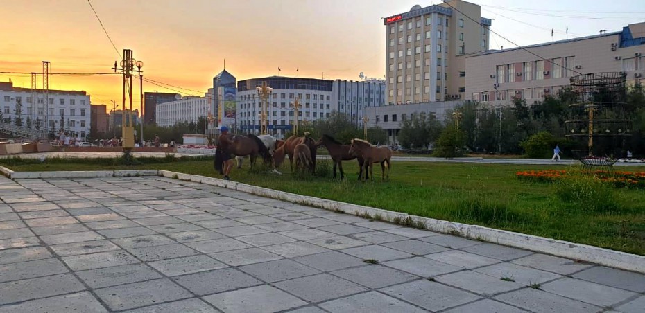 Нет полномочий: Ловить бродячих лошадей в Якутске пока некому