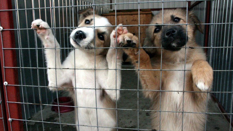 В бюджете Якутска недостаточно средств на содержание безнадзорных животных