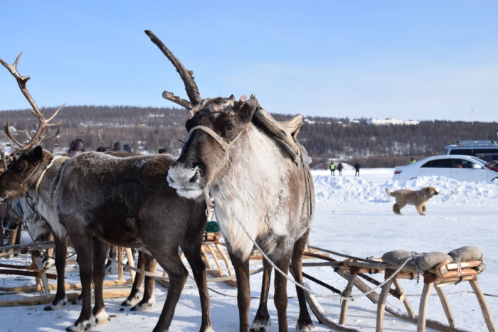 Объявлен приме заявок на соискание Государственной премии Якутии в области оленеводства