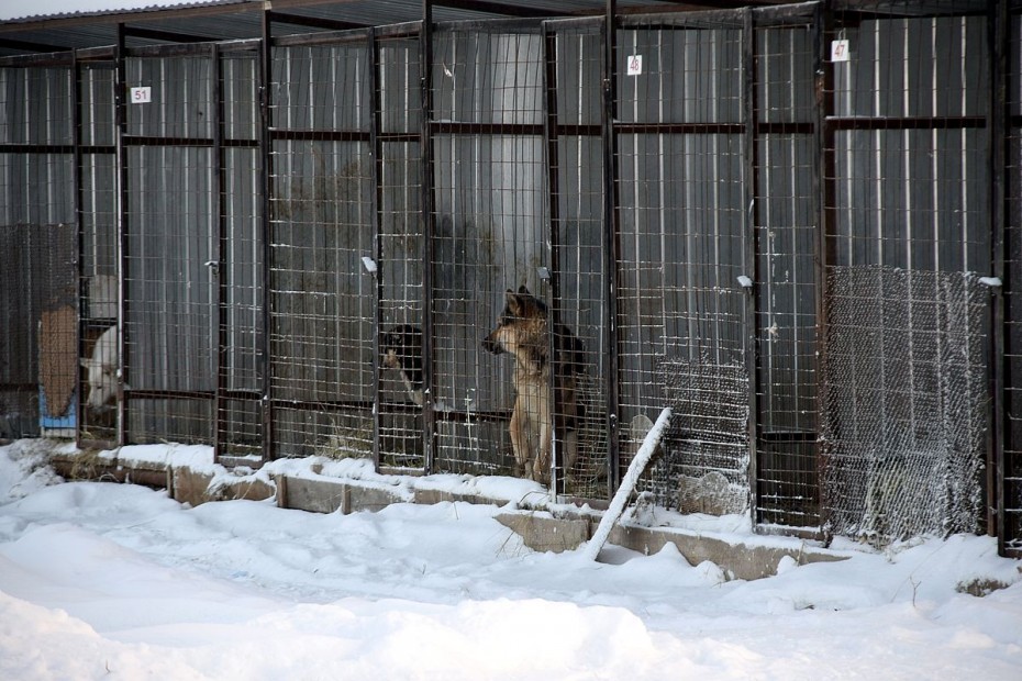 Общественная палата Якутска приглашает горожан обсудить проблему безнадзорных животных