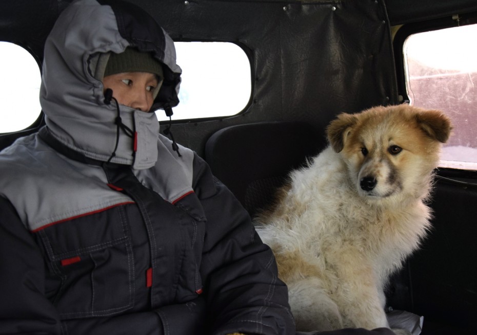 Сачок и кошачий корм: как в Якутске отлавливают безнадзорных собак