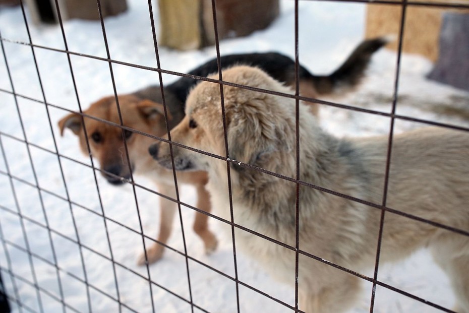 В Пункте передержки животных Якутска будет введен карантин, в городе выявлен вирус бешенства