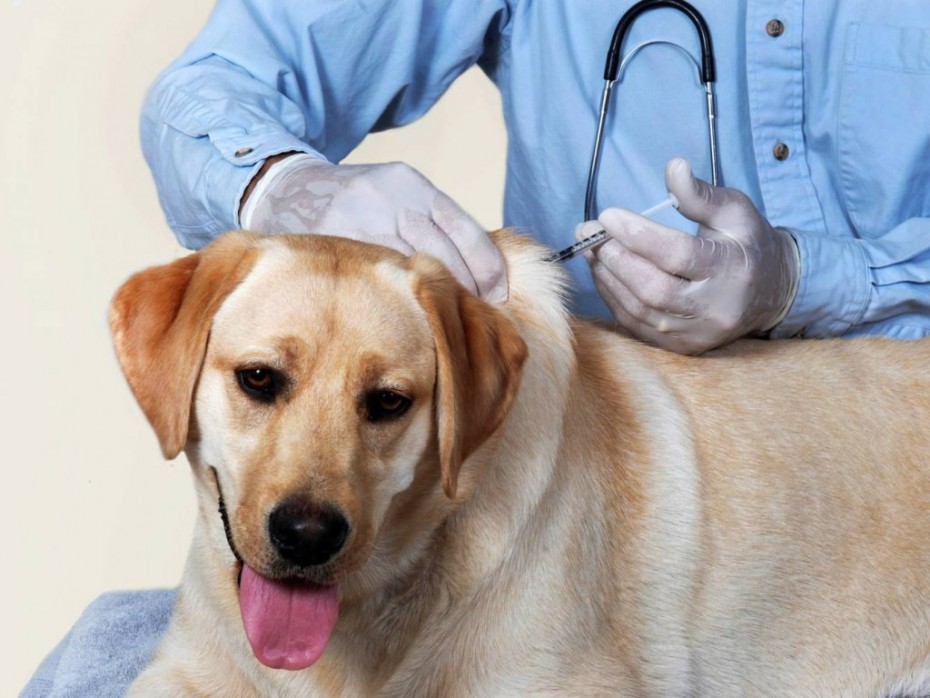 Массовая вакцинация домашних животных против бешенства переносится на более позднее время