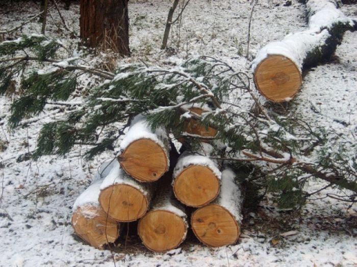 Депутат незаконно заготовил древесину на полмиллиона рублей в Нюрбинском районе
