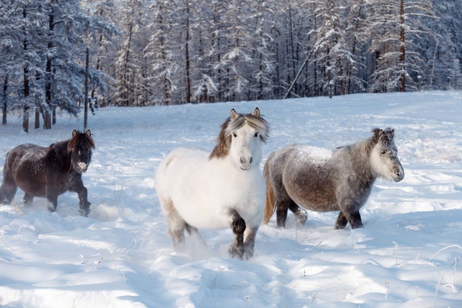 Лошадьми погасило долг предпринимателю муниципальное учреждение в Таттинском районе Якутии