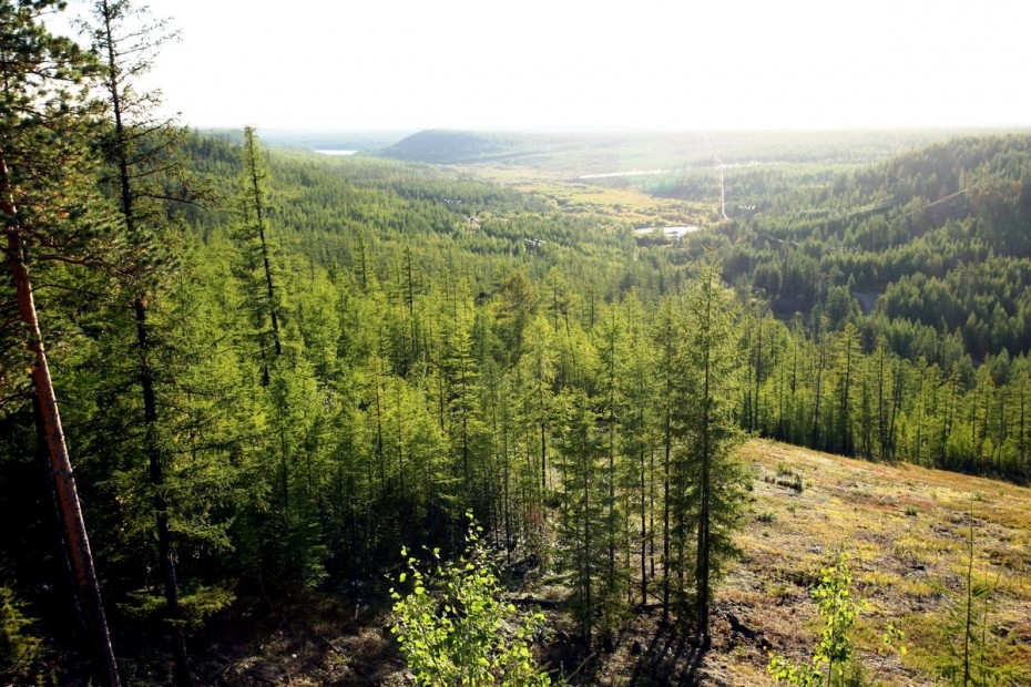 Вырубка лесов в Якутии: Фирма, принадлежавшая выигравшему торги предпринимателю, задолжала Красноярскому краю 50 миллионов рублей