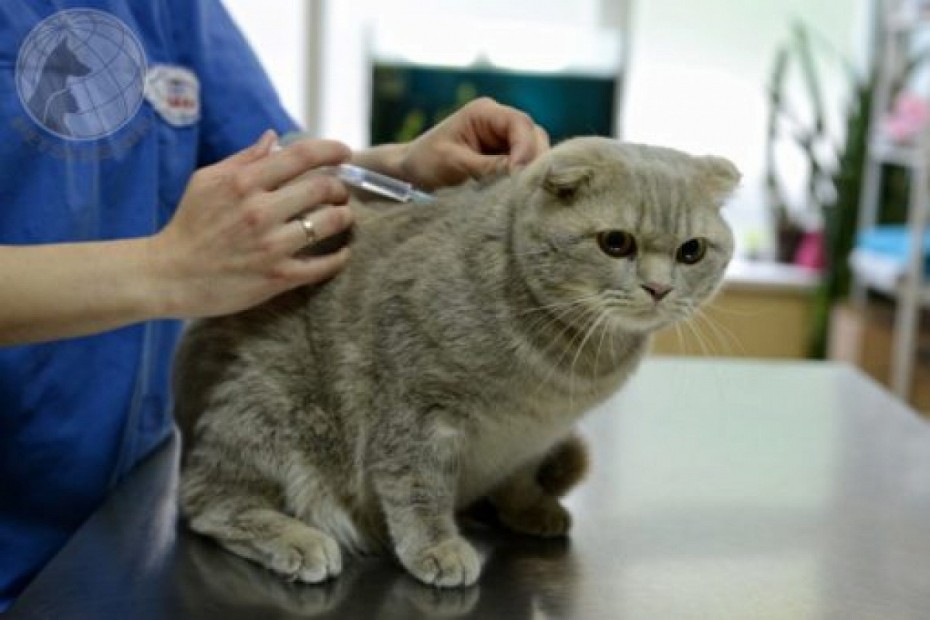 23 мая в Якутске проведут бесплатную вакцинацию животных от бешенства