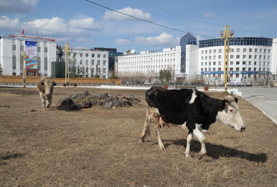 Коронавирус и власть коровам: На Первомай в Якутске вышел крупный рогатый скот