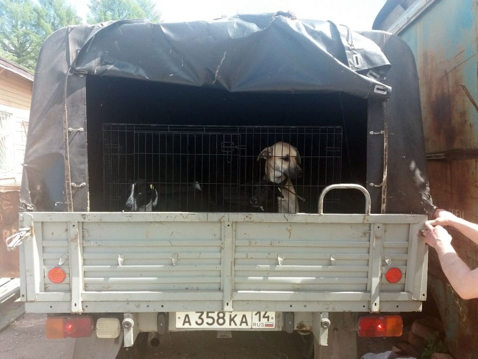 Первых собак выпустили из пункта передержки в Нерюнгри