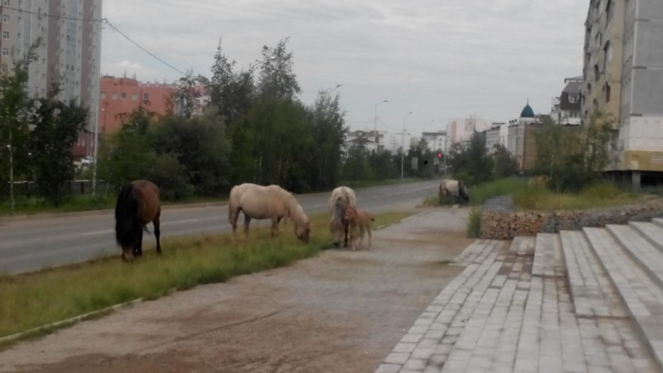 Фотофакт: Лошади вновь оккупируют улицы Якутска