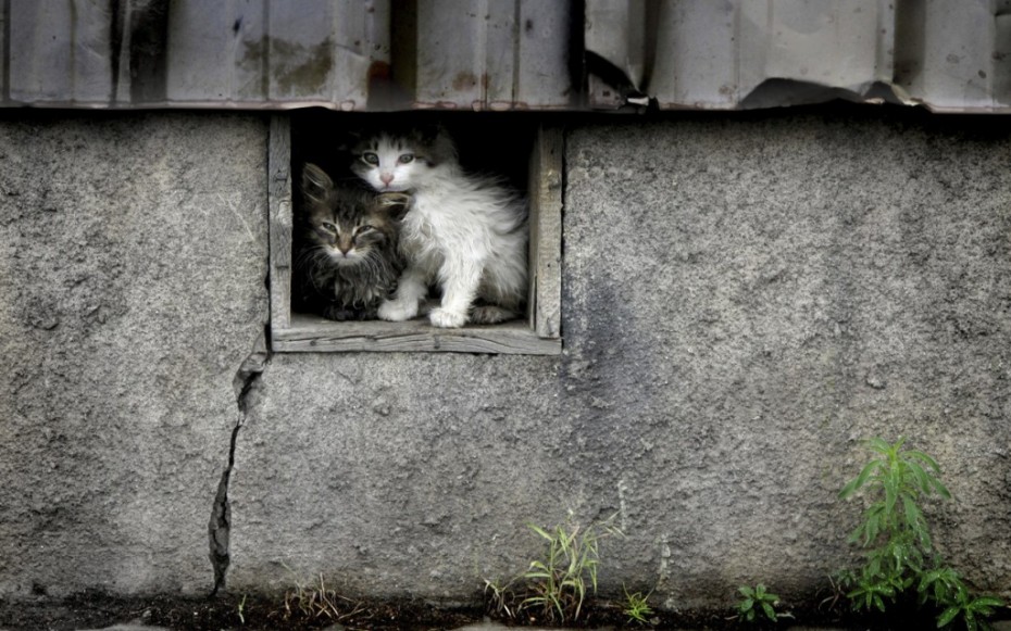Зоозащитники договорились с Минстроем России о том, чтобы сохранить доступ животным в подвалы и техэтажи