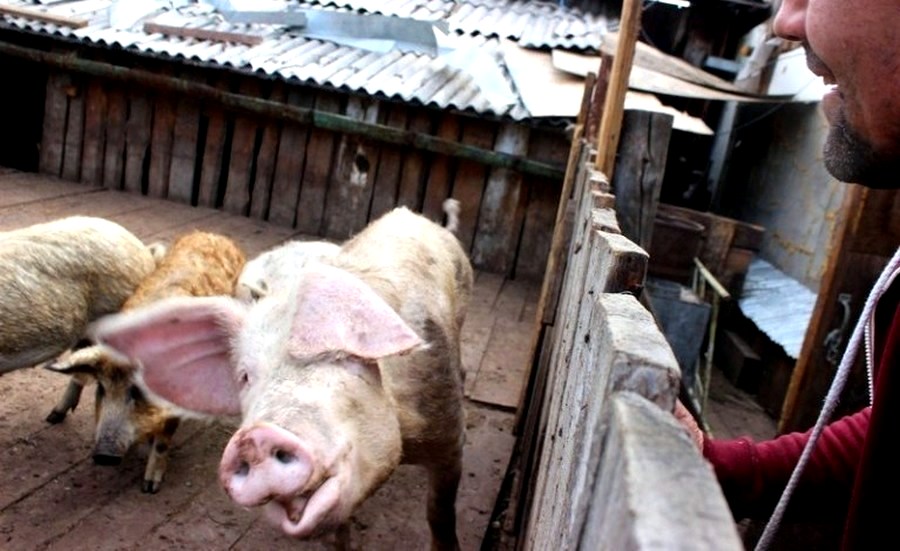 Венгерская свинина в Олекминске: Якутский предприниматель о своем сельхозбизнесе