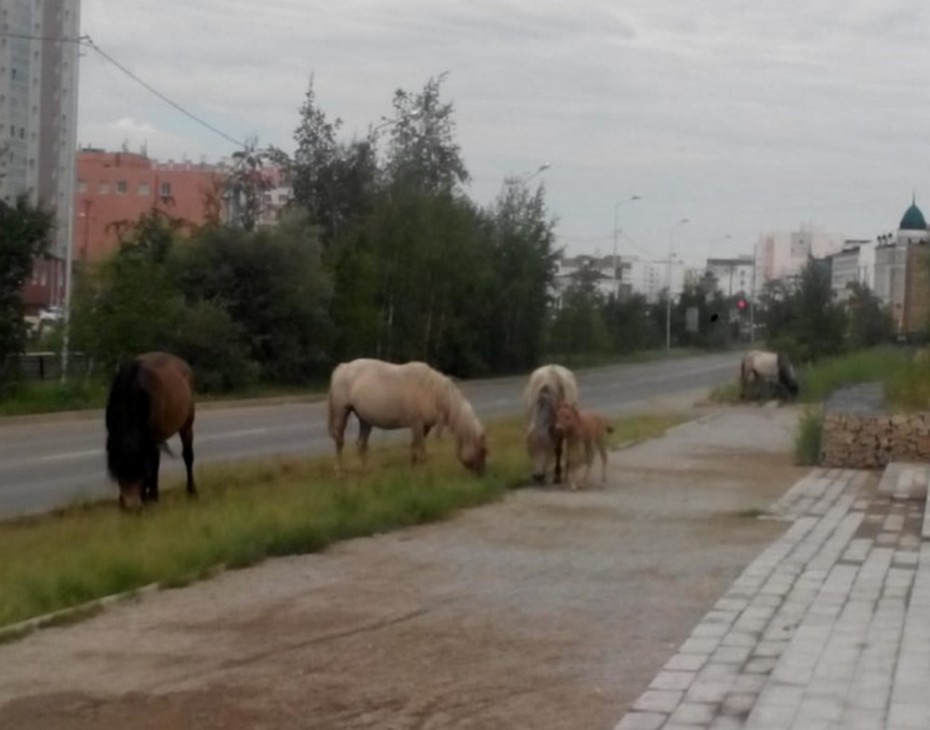 Оштрафованы владельцы безнадзорных лошадей в черте Якутска