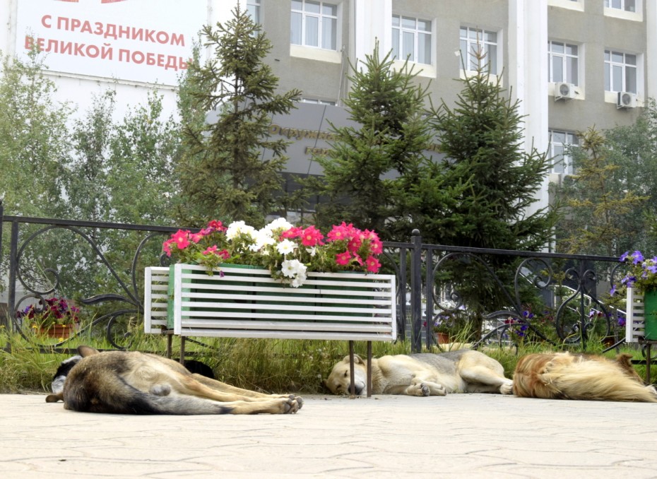 Фотофакт: В Якутске бродячие собаки отдыхают возле мэрии