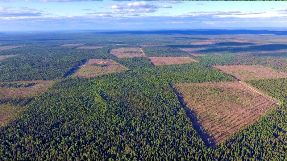 Лес рубят – люди бузят: Вслед за Башкирией в Якутии назревает свой узел экологической напряженности