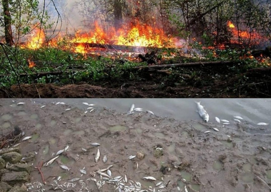 Информация о массовой гибели рыбы в озере Уулаах Среднеколымского района не подтвердилась