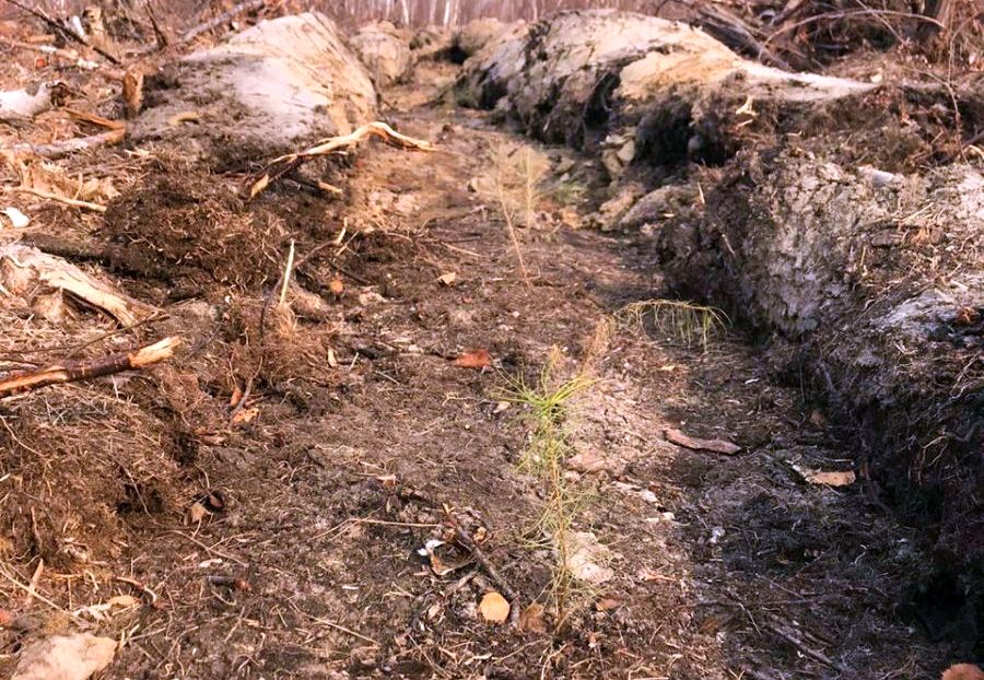 Минэкологии Якутии: информация о выброшенных саженцах амурской лиственницы не соответствует действительности