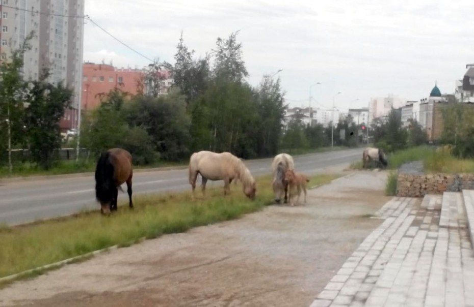 Мэр Якутска: Лошади на улицах столицы – это результат безответственности коневодов