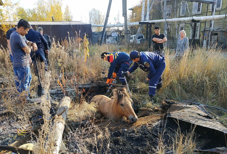 Провалившуюся лошадь вытащили из ямы спасатели в Якутске
