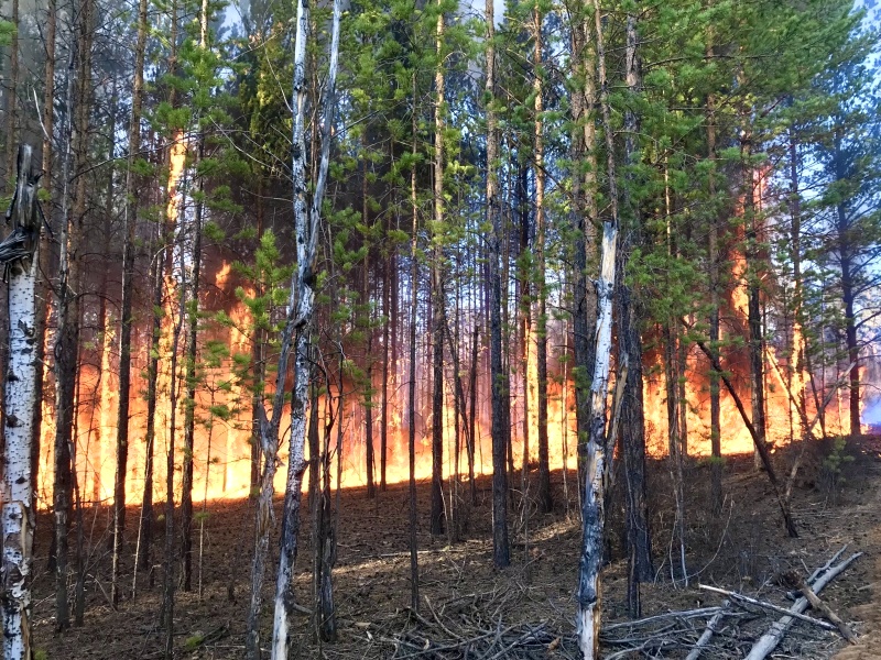 На территории Якутии действует 54 природных пожара