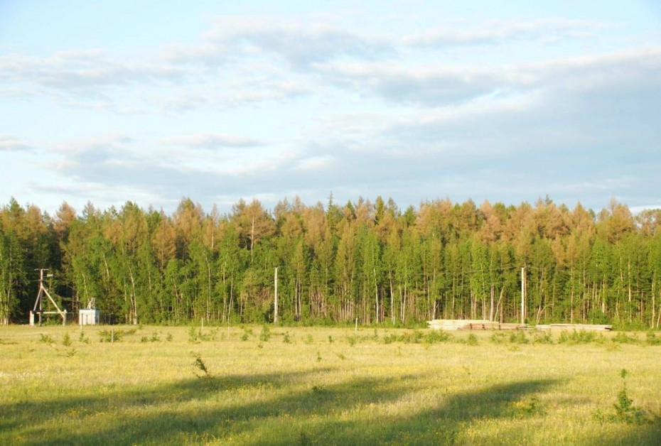 500 тысяч рублей взыскали с жителя Сунтарского района за незаконную вырубку леса