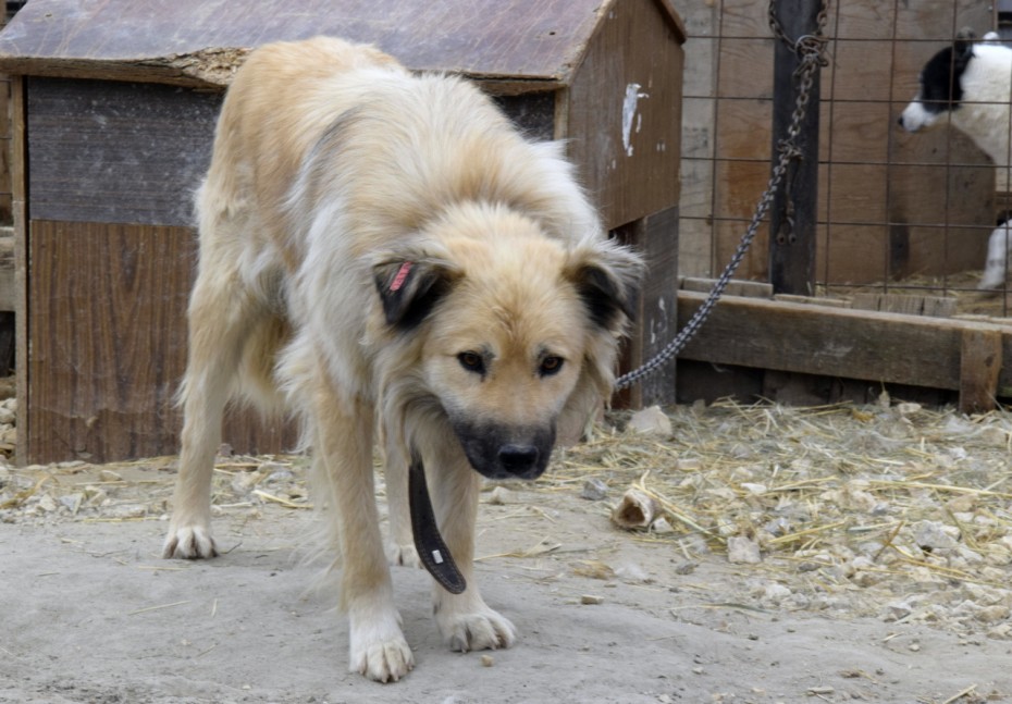 Как живет Пункт передержки безнадзорных животных Якутска – репортаж «Якутия.Инфо»