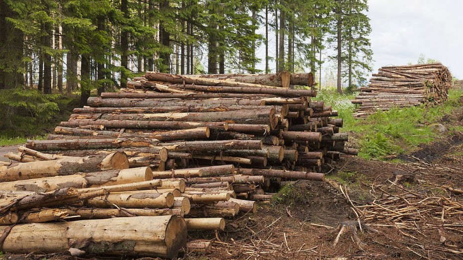 Ущерб от незаконной вырубки леса на сумму два миллиона рублей возместил сотрудник дорожностроительной организации