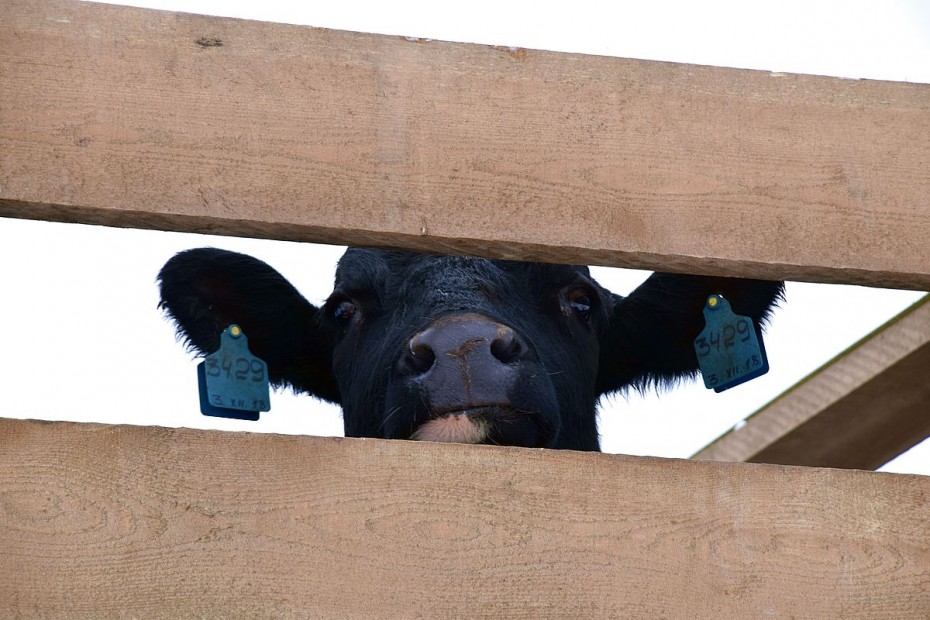 Сто коров молочной Холмогорской породы доставили в хозяйство «Багарах» в Якутске