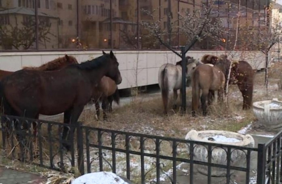 С недобросовестных владельцев будут взысканы штрафы: Управление сельского хозяйства Якутска о ситуации с безнадзорными лошадьми