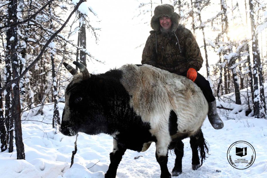 В Якутии появится банк эмбрионов якутской аборигенной породы скота