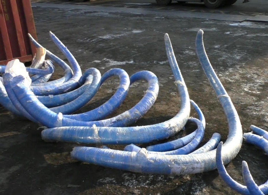 Возбуждено уголовное дело в отношении двух якутян, промышлявших контрабандой мамонтовой кости