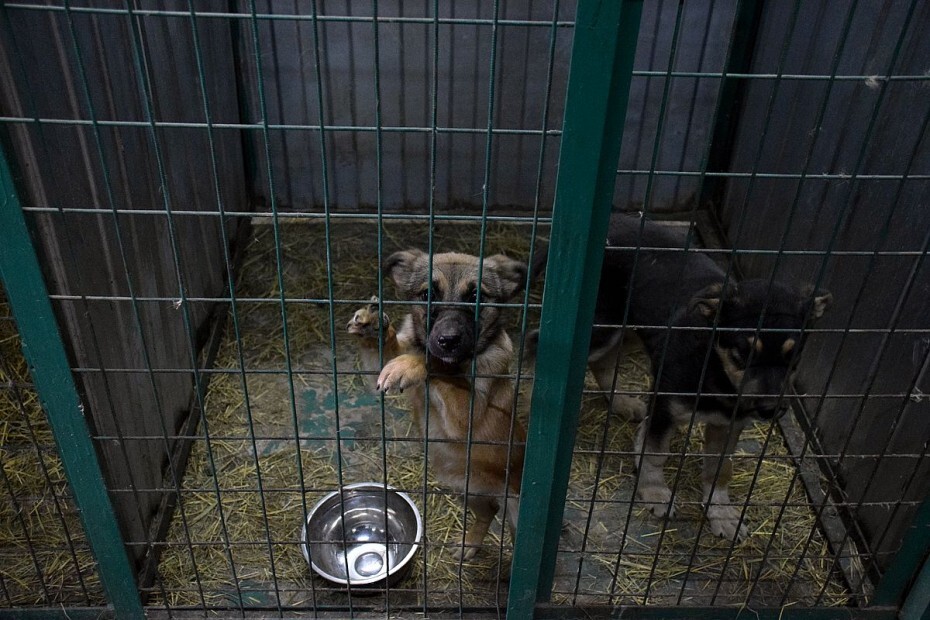 В Якутске обсудили вопросы обращения с безнадзорными животными