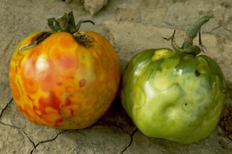В Россию запрещен ввоз томатов и перцев, зараженных вирусом коричневой морщинистости из Узбекистана