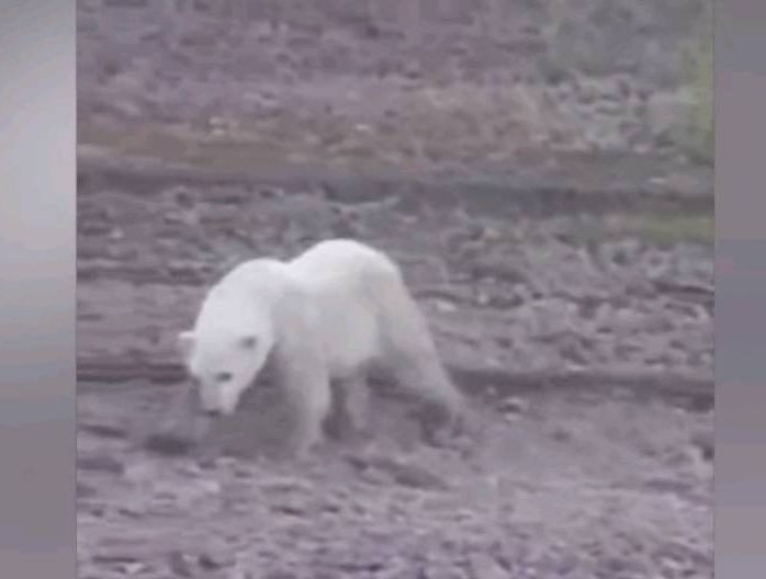 Обнаруженного в Среднеколымском районе медвежонка хотя вывезти в Якутск
