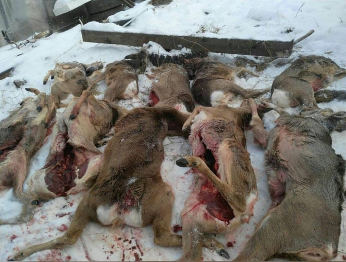Ущерб природе Якутии от браконьеров оценили в 720 тысяч рублей