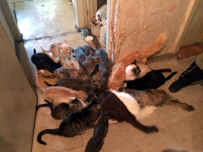 В Якутске 85-летняя женщина содержит в квартире 18 кошек