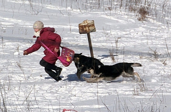 В Якутии собаки искусали восьмилетнюю девочку, возвращавшуюся из школы