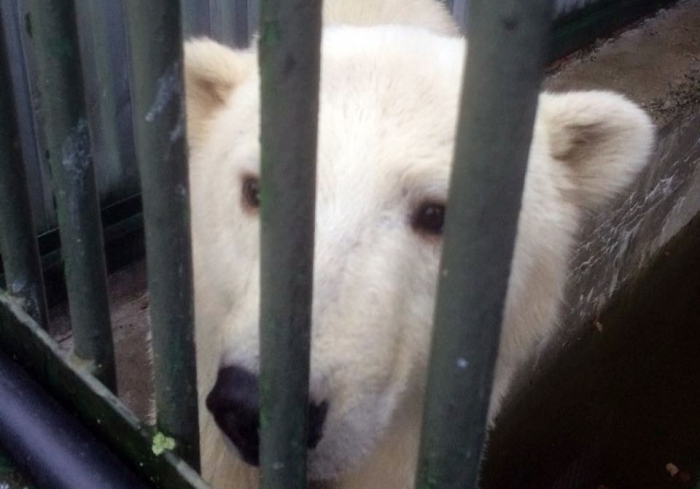 Белый медвежонок из Якутии успешно переехал в Москву