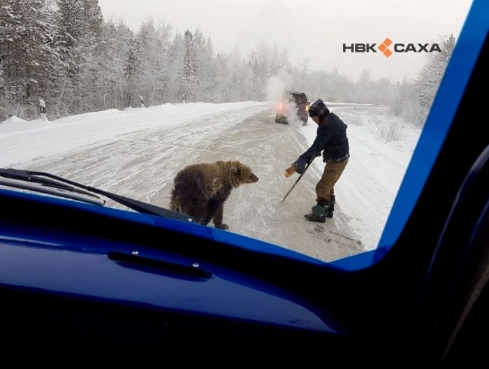 НВК «Саха»: ручной медвежонок гуляет по Маганскому тракту Якутска