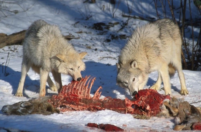 горные охоты на волков видео