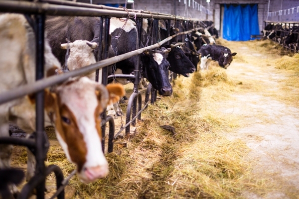В Якутске поголовье рогатого скота увеличилось на 10 процентов