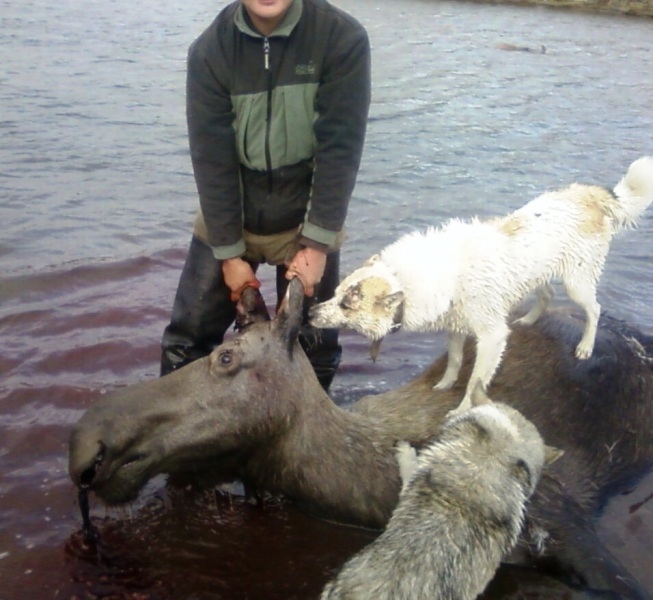 Якутская полиция ищет браконьеров по фотографиям в вацап
