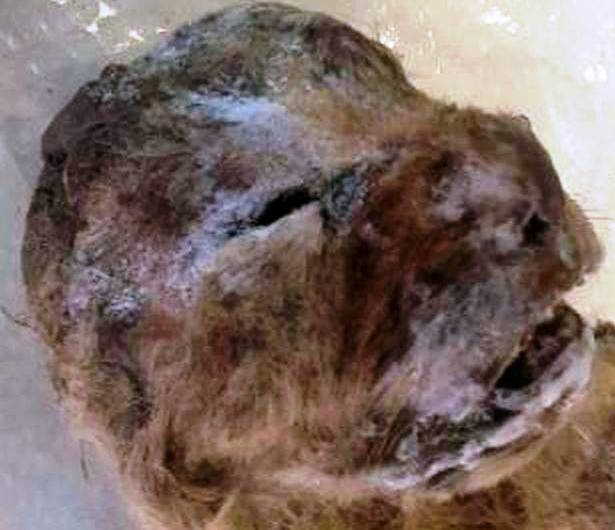 В Якутии нашли останки детеныша пещерного льва