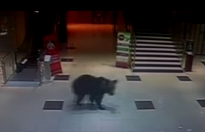 Устроившего дебош в торговом центре Хабаровска медведя застрели в детском садике (+Видео)