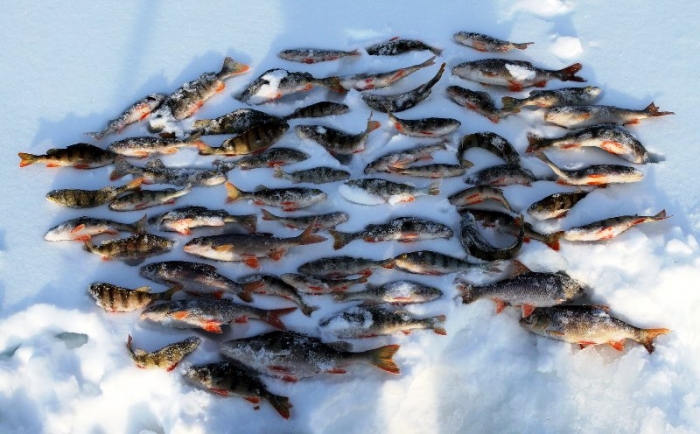 Любители подледного лова выявят сильнейшего в Якутске