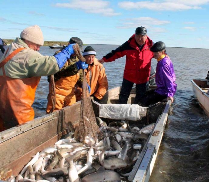 Деньги на якутскую рыбу исчезают в мутной воде
