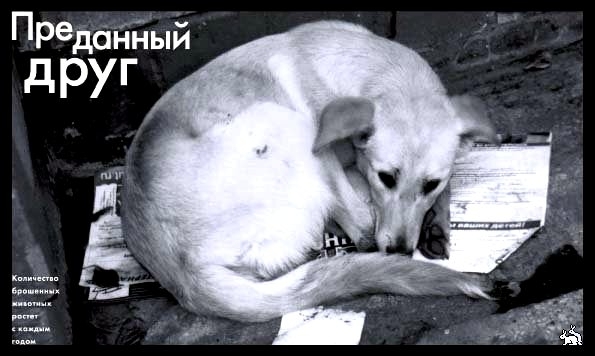 В Якутске состоится бесплатная раздача животных